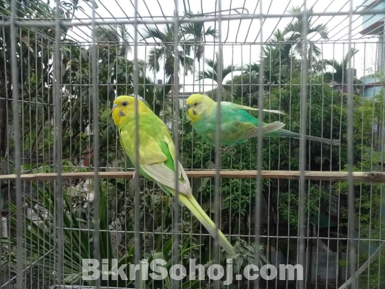 বাজরিগার রানিং পেয়ার